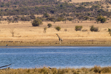 Obraz na płótnie Canvas Giraffe from South Africa, Pilanesberg National Park. Africa