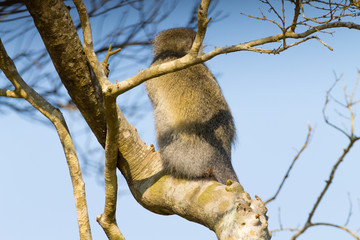Obraz premium Vervet monkey from Isimangaliso Wetland Park