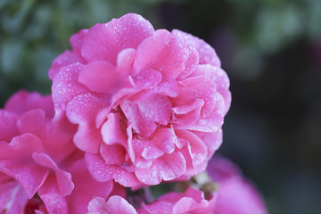 Abstract beautiful pink flower with water drops for background 