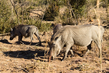 warthog from South Africa, Pilanesberg National Park