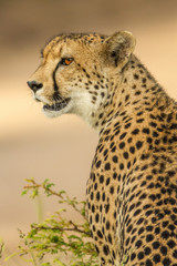 Cheetah Portrait / Portrait Gepard