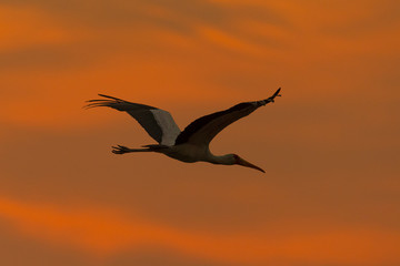 Nimmersatt bei Sonnenaufgang / Yellow Billed Stork at sunrise