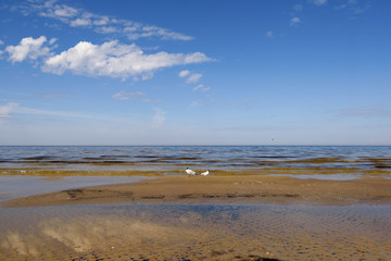 Baltic seashore