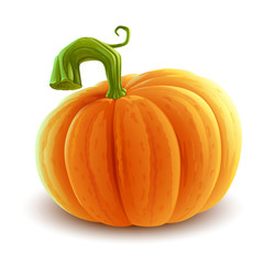 pumpkin illustration