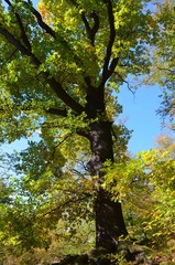 Sehr alte Eiche wird herbstlich bunt 