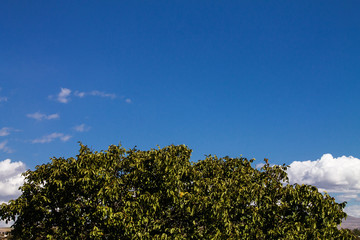 three blue sky and clouds