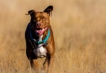 Ein Staffordshire Terrier läuft über ein Feld