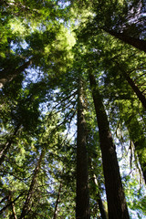 Tall conifers  in the Grove of the Patriarchs
