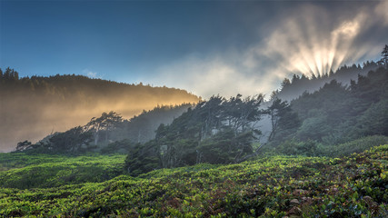 Fototapeta premium Windswept Trees on the Oregon Coast