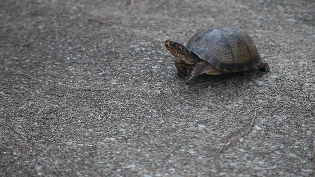 Three-toed Box Turtle crawling on concrete.