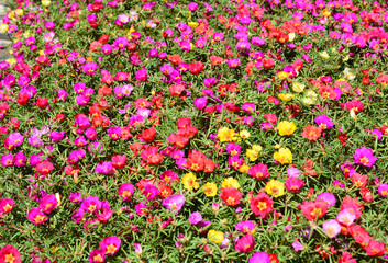 Close up on colorful garden flowerbed of hogweed or Portulaca also known as moss roses as a background