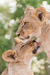 Obraz premium Löwen lecken sich