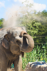 Fototapeta na wymiar Asian Elephant