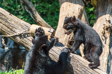 Obraz premium mom and baby bear