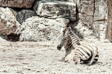 Naklejka na ściany i meble Baby Zebra In African Savanna