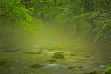 Misty wild river and magic light in the forest in spring
