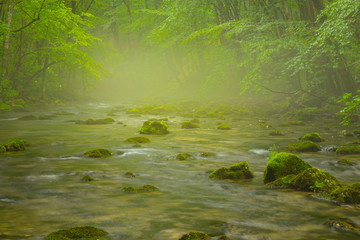 Misty wild river and magic light in the forest in spring