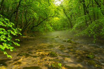 Fototapeta na wymiar Misty wild river and magic light in the forest in spring