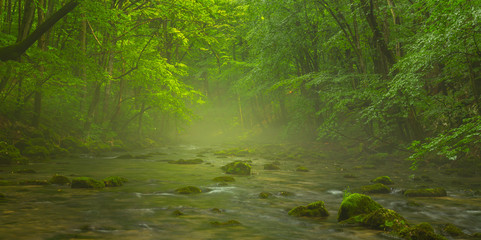 Obraz premium Misty wild river and magic light in the forest in spring