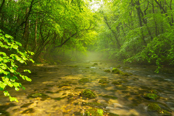 Fototapeta na wymiar Misty wild river and magic light in the forest in spring