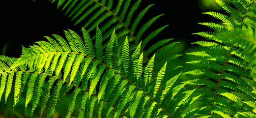 Fern leaves with beautiful pattern under bright light in spring, in a mountain forest
