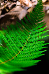Fern leaves with beautiful pattern under bright light in spring, in a mountain forest