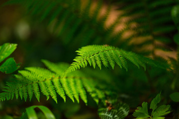 Fern leaves with beautiful pattern under bright light in spring, in a mountain forest