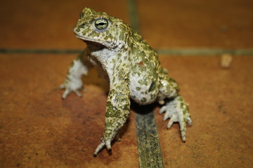 sera principe este sapo