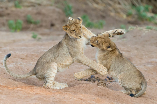 Junge Löwen kämpfen und spielen