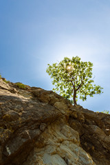 Lonely tree hanging from rocks in the mountains, isolated on clear background with bright sun