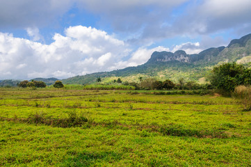 Fototapeta premium Green field in Vinales Valley, Cuba