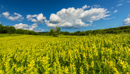 Panorama of a beautiful meadow with wild flowers on a spring day