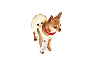 The dog chihuahua a white background