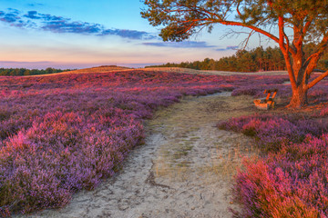 Nemitzer Heide 8 / Heidebl&uuml;te im Naturschutzgebiet Nemitzer Heide im Landkreis L&uuml;chow-Dannenberg (Wendland, Niedersachsen). Aufgenommen w&auml;hrend der Sonnenuntergangszeit vom 30. August 2016.