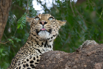 Fototapeta na wymiar Leopard auf Baum beobachtet