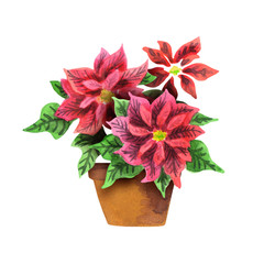 Poinsettia. Christmas star. Watercolor