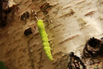 Chenille verte sur bouleau