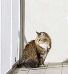 brown kitten with white siberian