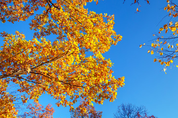 Golden leaves against the blue sky.