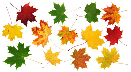 Red, green and yellow maple leaves on white background