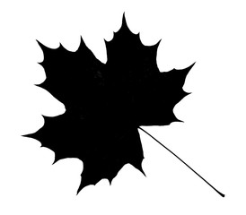 Black silhouette of maple leaf on white background
