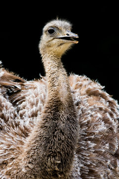 Nandu