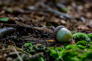 Acorn with moss