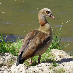 Nilgans