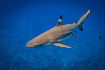 Blacktip Shark