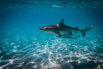 Blacktip shark wiht friends