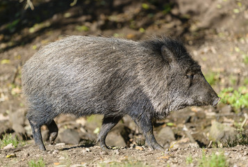 Collared peccary (Pecari tajacu)