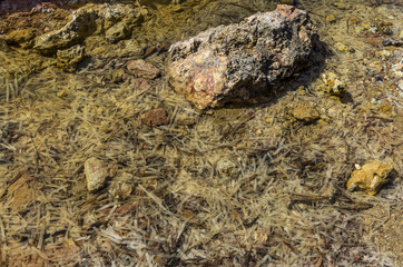 seegras an der küste