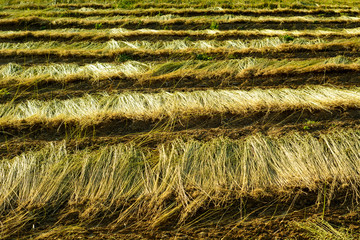 Flax field