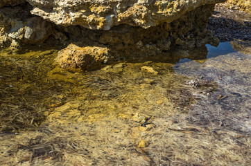 seegras an der küste